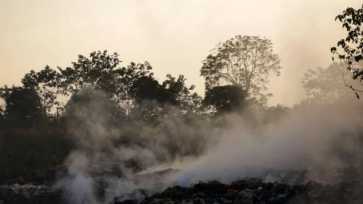 Wildfire smoke covering trees and landscape