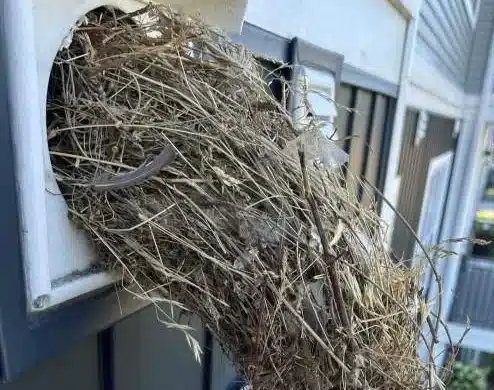 Bird nest blocking dryer vent requiring professional removal to prevent fire hazards and restore airflow